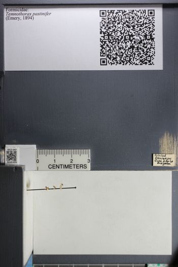 Media type: image;   Entomology 581833